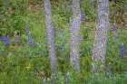 USA, Washington State, Columbia River Gorge Scenic Area. Scenic with oak trees and lupine flowers. Art Print